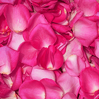 (QB) 5000 Rose Petals Hot pink For Delivery to Wilson, North_Carolina