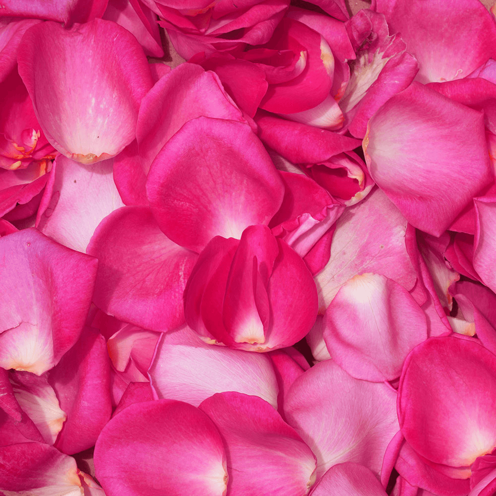 Vibrant Hot Pink Rose Petals