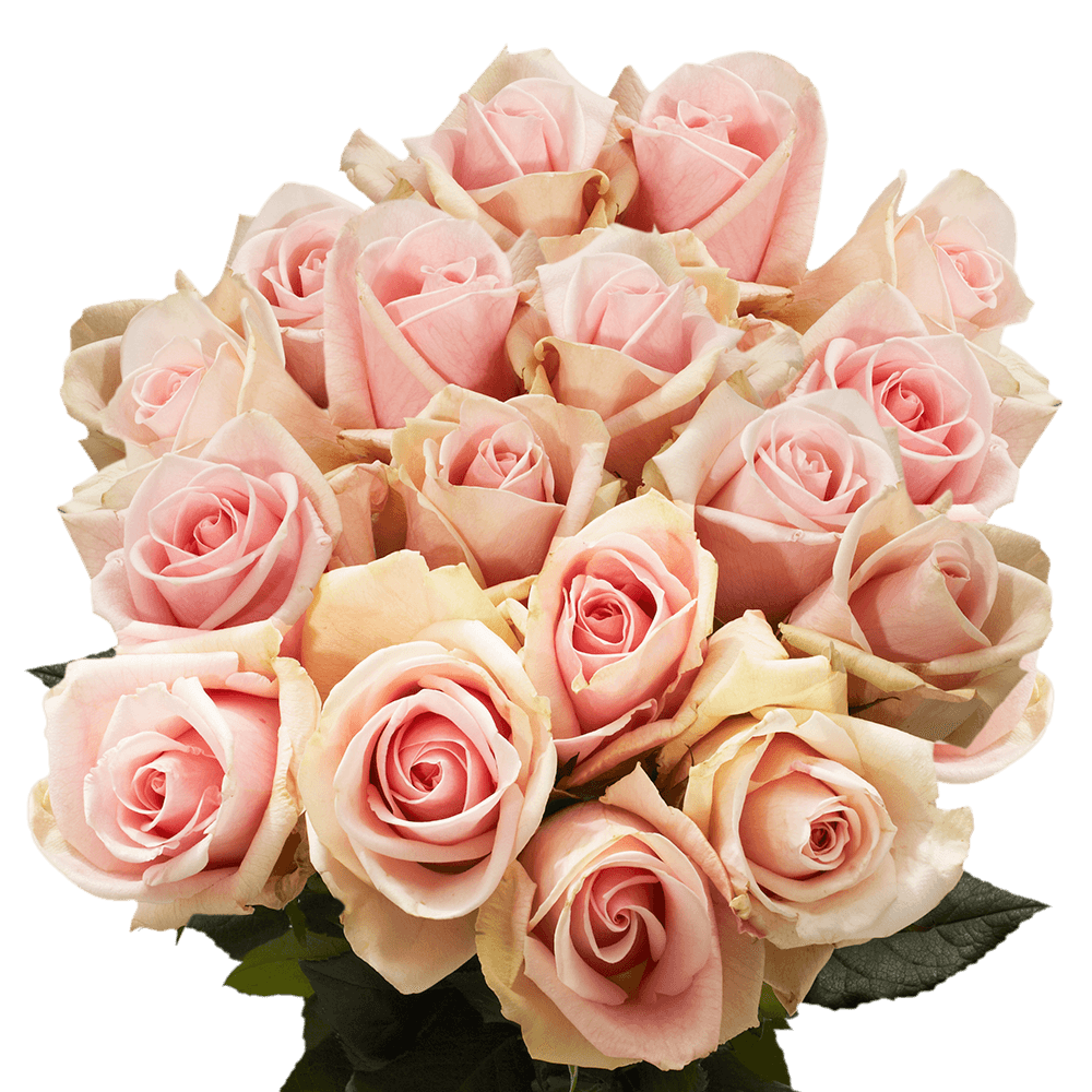 (QB) Rose Long Fenice [Inlude Flower Food] For Delivery to Oak_Ridge, Tennessee