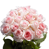 (QB) Rose Med Nena [Inlude Flower Food] For Delivery to Monroe, North_Carolina