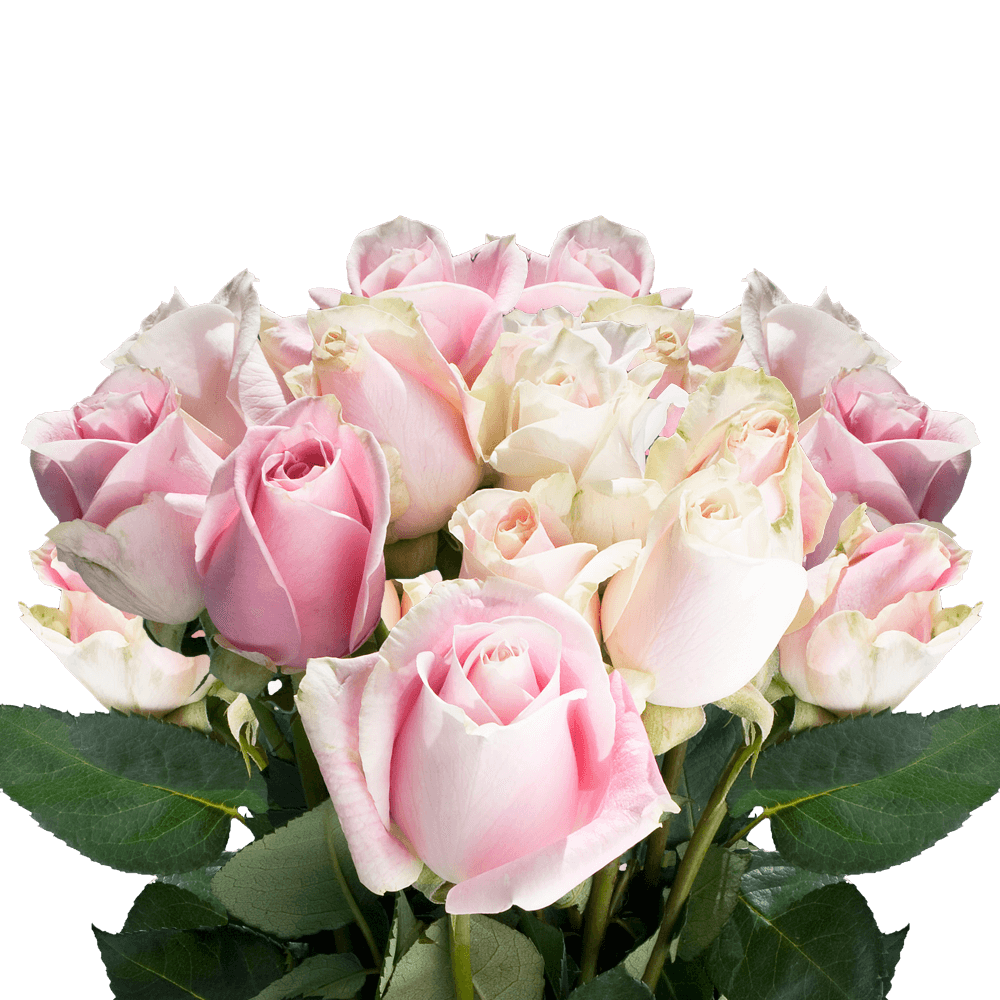 Vibrant Light Soft Pink Roses