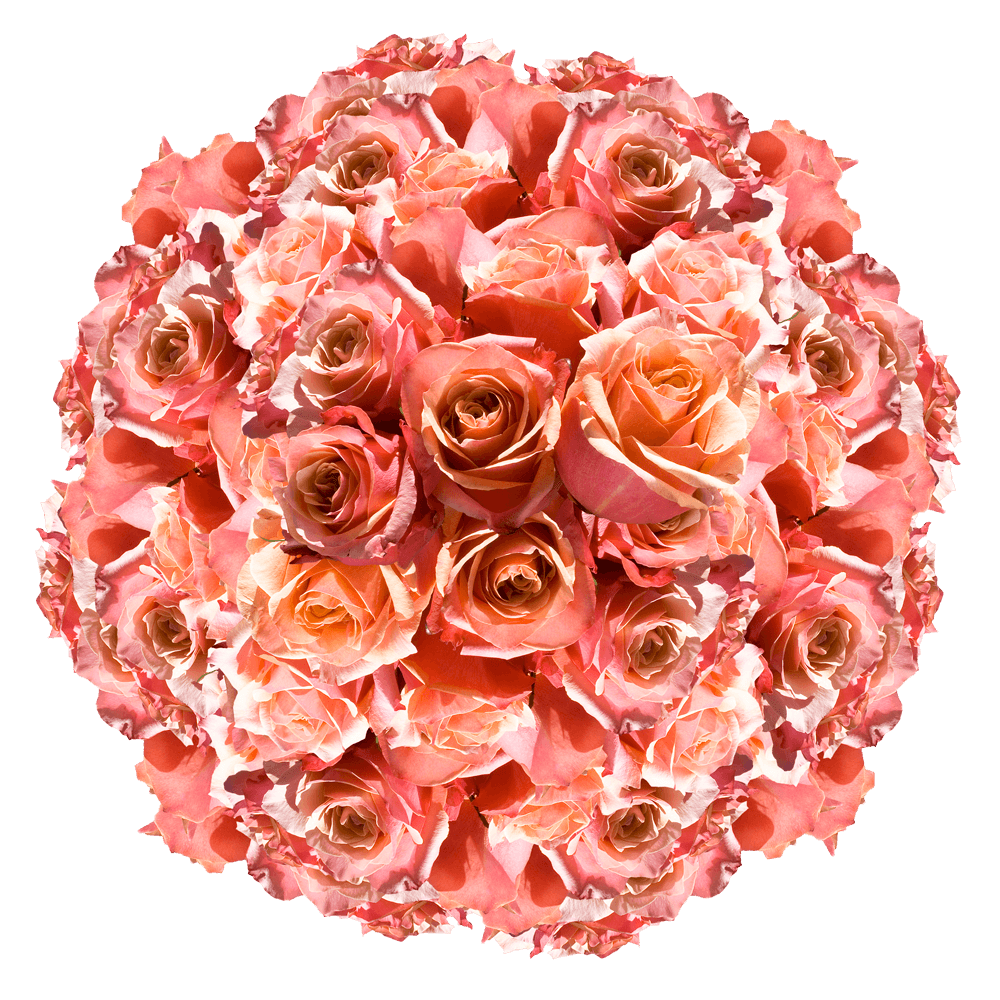 Vibrant Orange Pink Bulk Roses