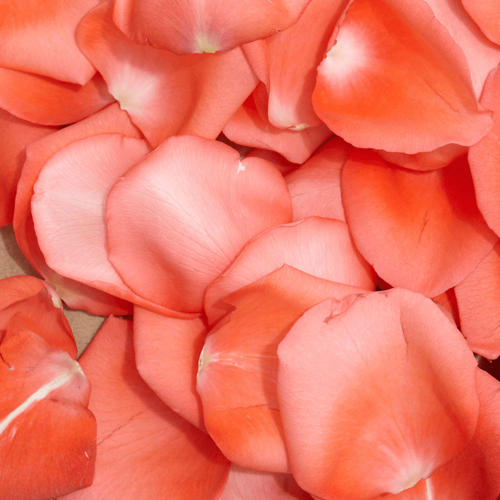 Vibrant Orange Rose Petals