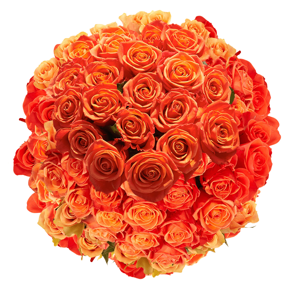 Vibrant Orange Roses