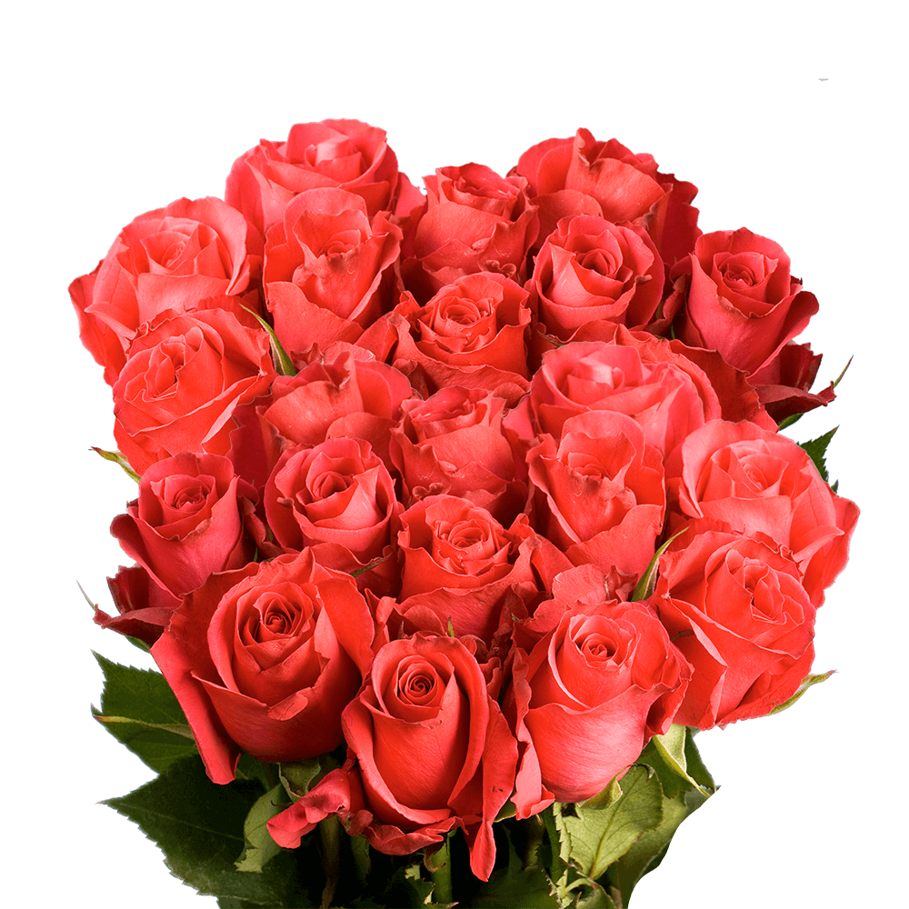 Vibrant Pink and Red Roses
