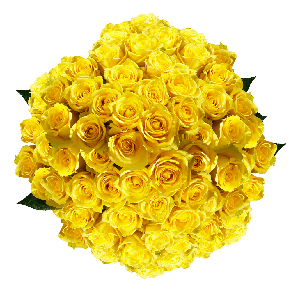 Vibrant Pure Yellow Roses