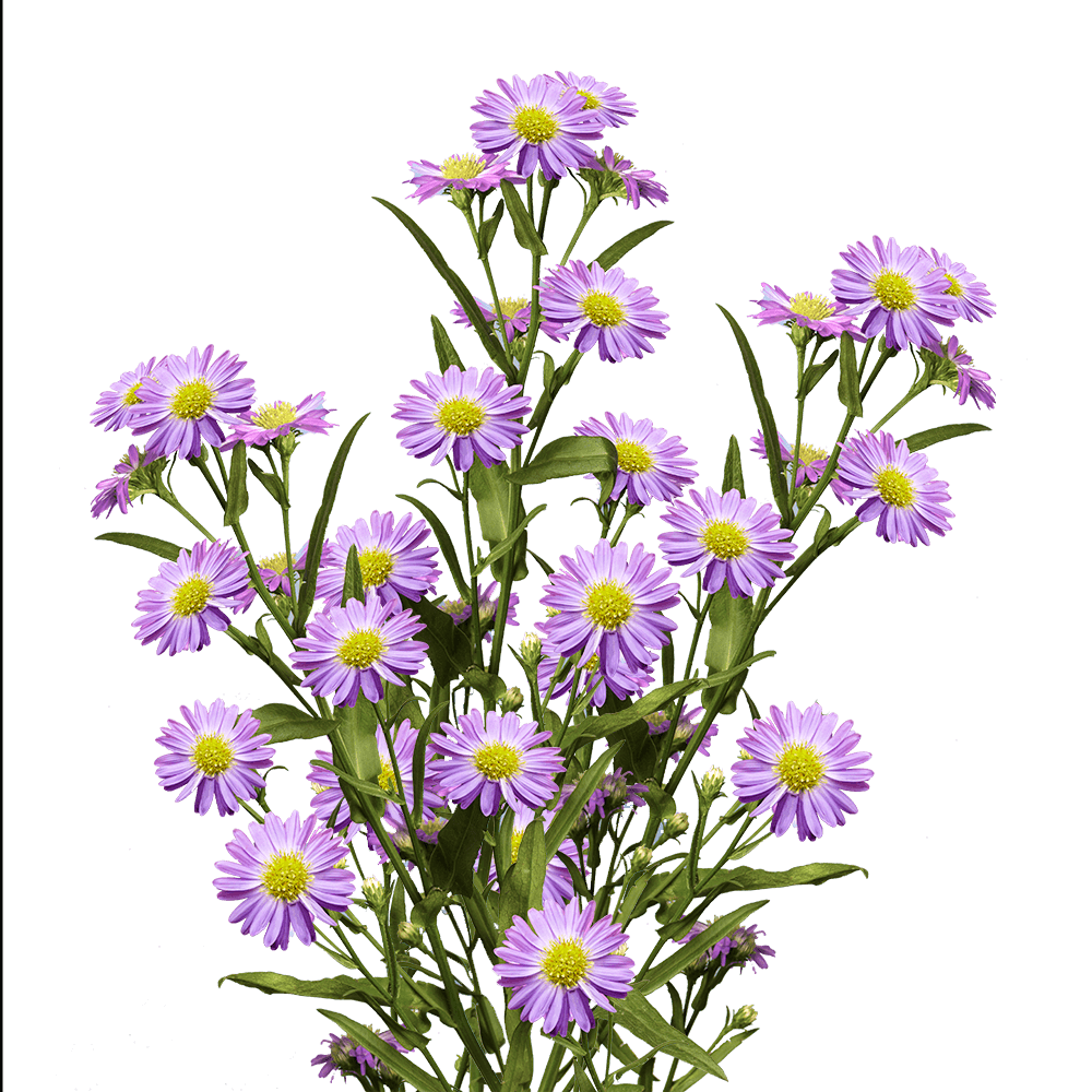 Vibrant Purple Aster Flowers
