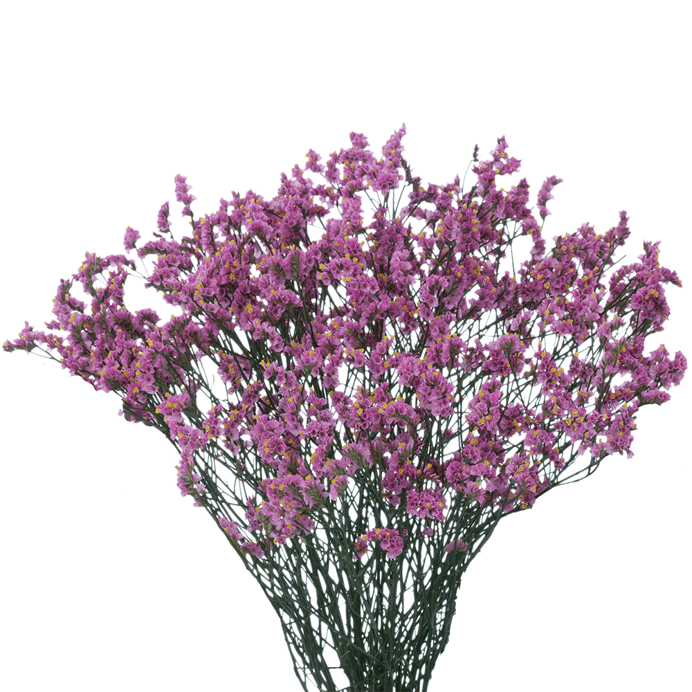 Vibrant Purple Limonium Flowers