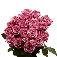 (QB) Rose Sht Purple