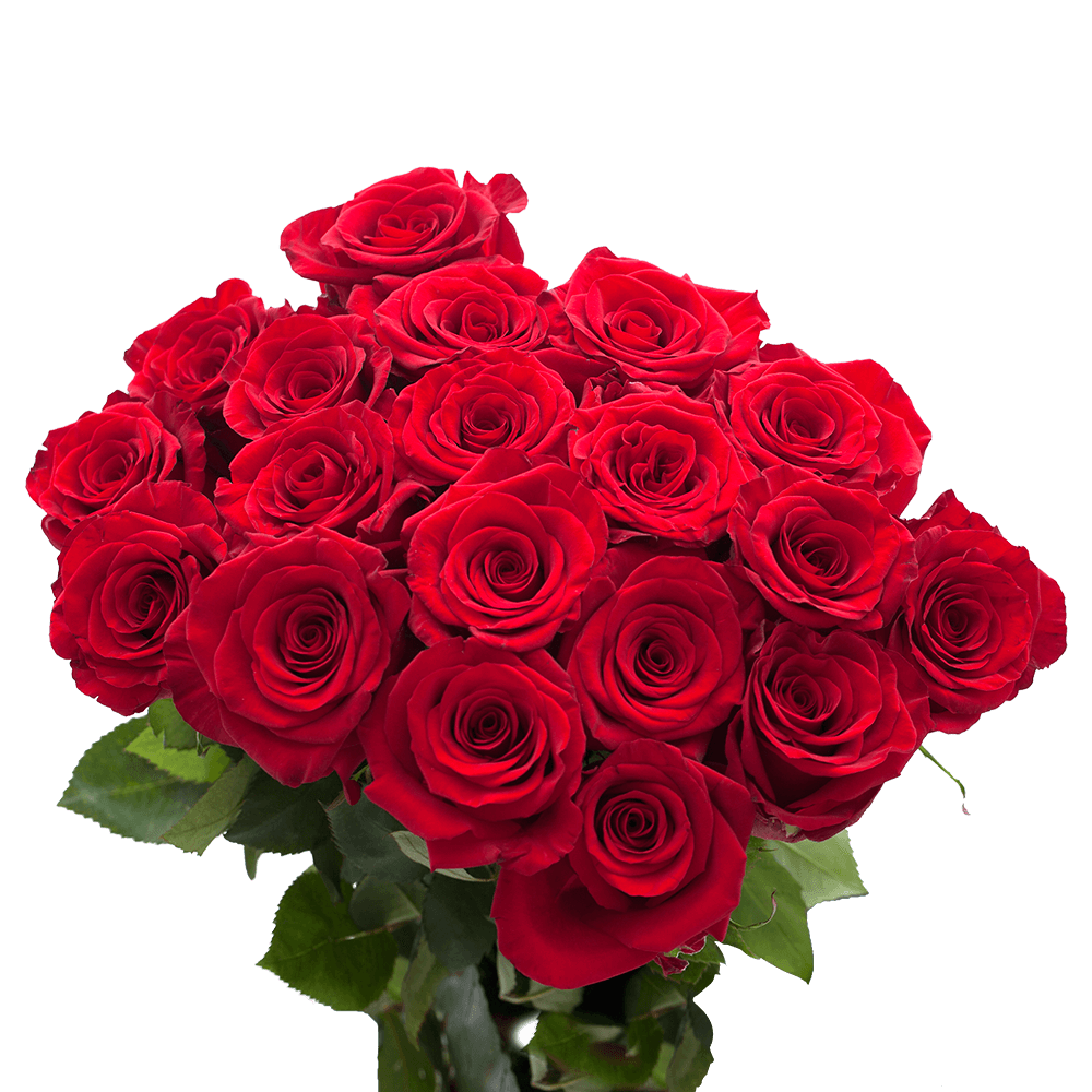 Vibrant Red Bulk Roses