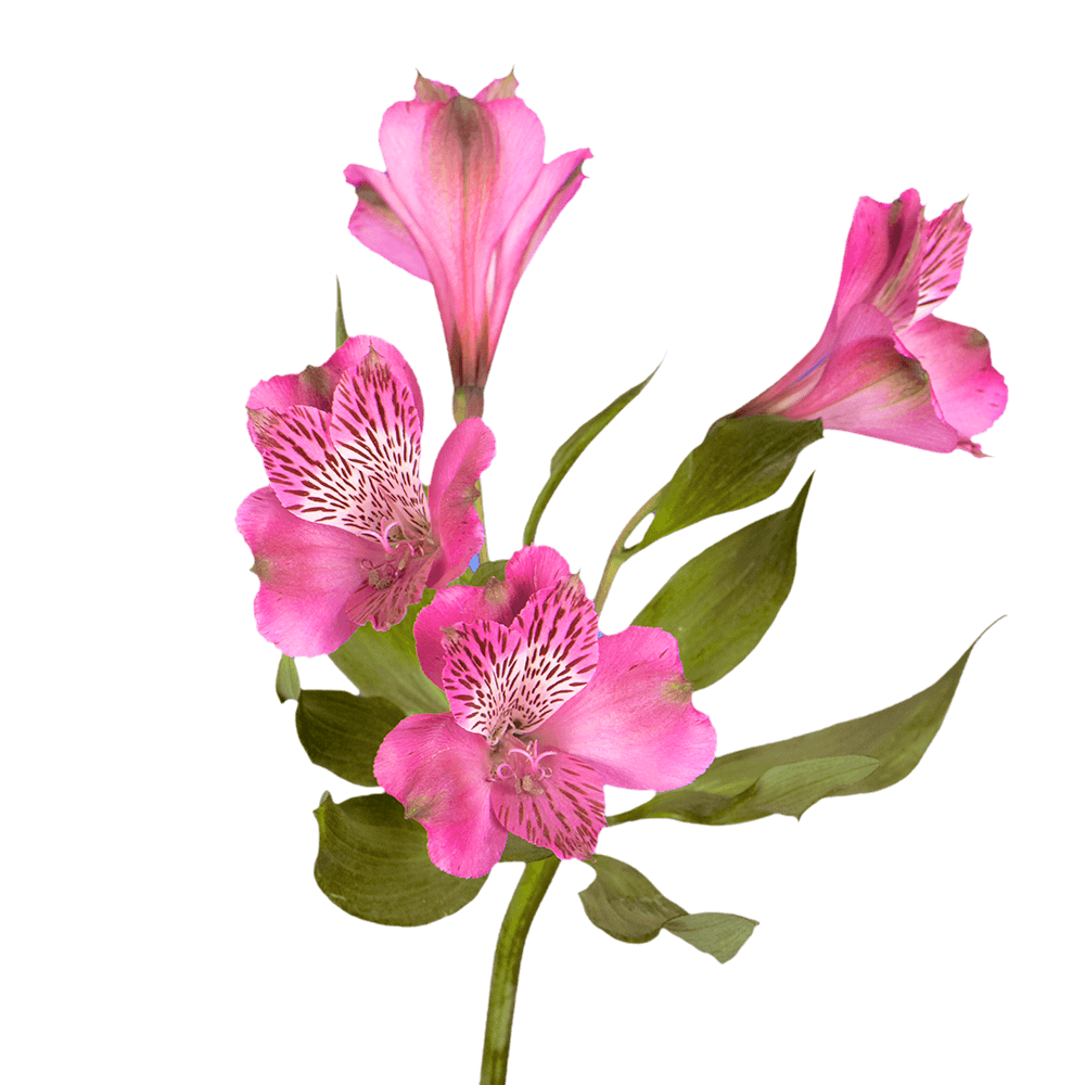 Vibrant Select Hot Pink Alstroemeria Flowers