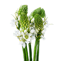 (HB) Star Of Bethlehem 20 Bunches For Delivery to Evansville, Indiana