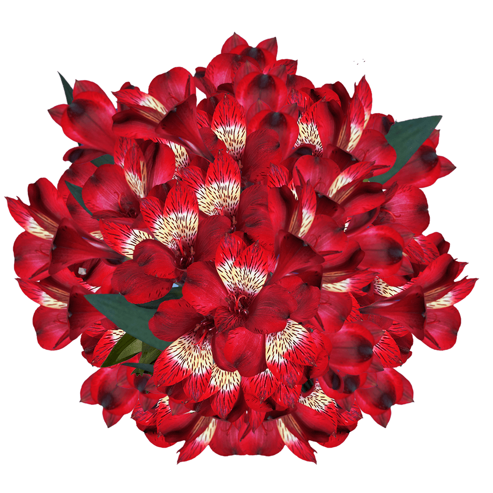 Vibrant Super Red Alstroemeria Flowers