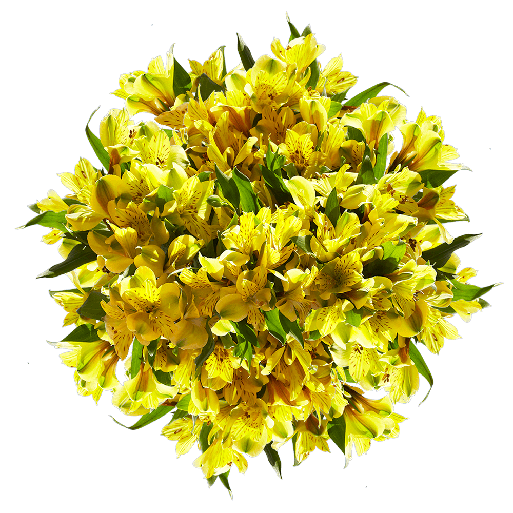 Vibrant Super Yellow Alstroemeria Flowers
