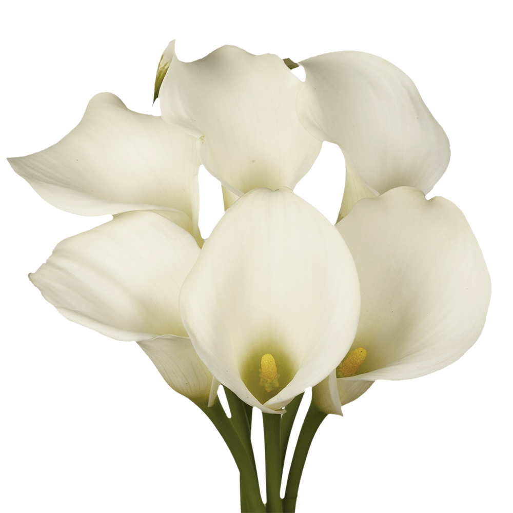 Vibrant White Calla Lilies