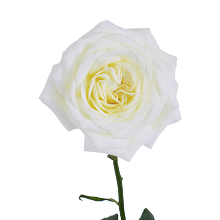 72 Alabaster Garden Roses