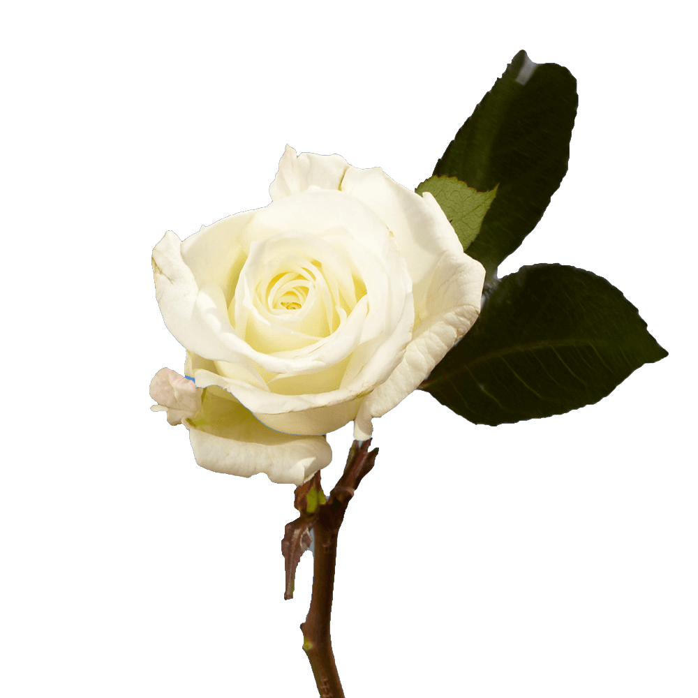 Vibrant White Garden Roses