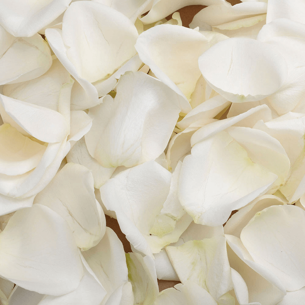 Vibrant White Rose Petals