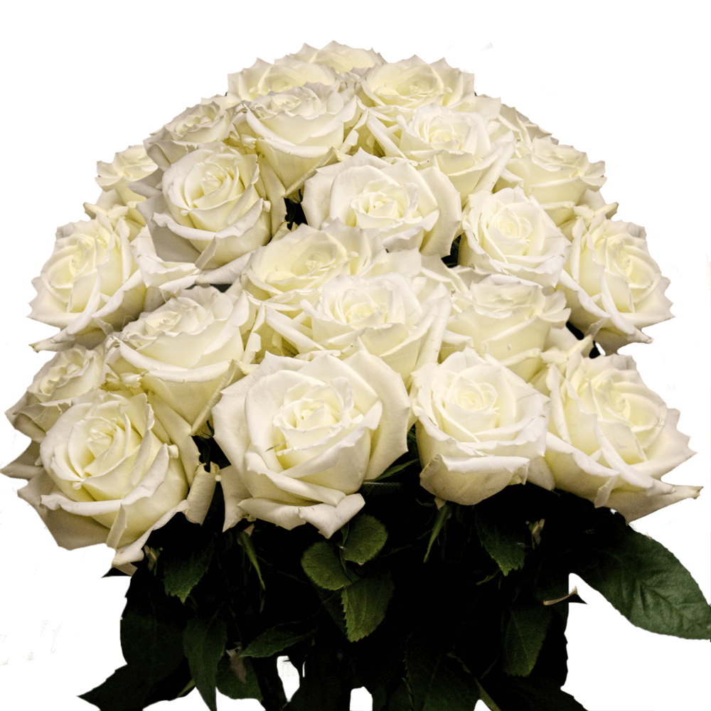 Vibrant White Wedding Roses
