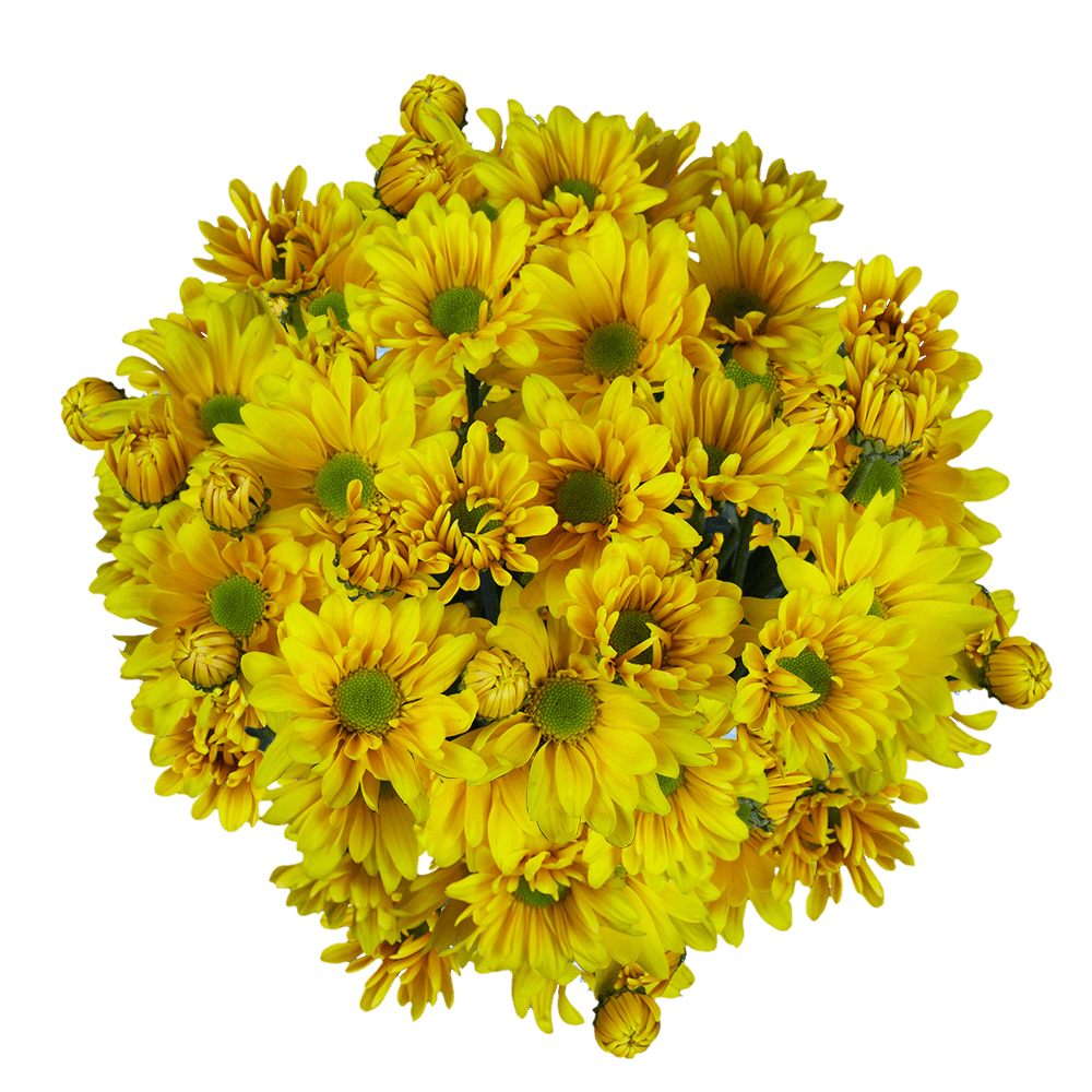 Vibrant Yellow Chrysanthemum Daisy Flowers
