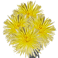 (OC) Pom Fuji Spider Yellow 5 Bunches For Delivery to Wisconsin