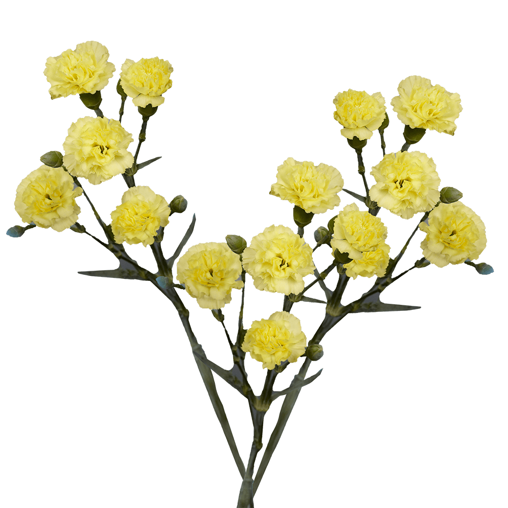 Vibrant Yellow Spray Carnations