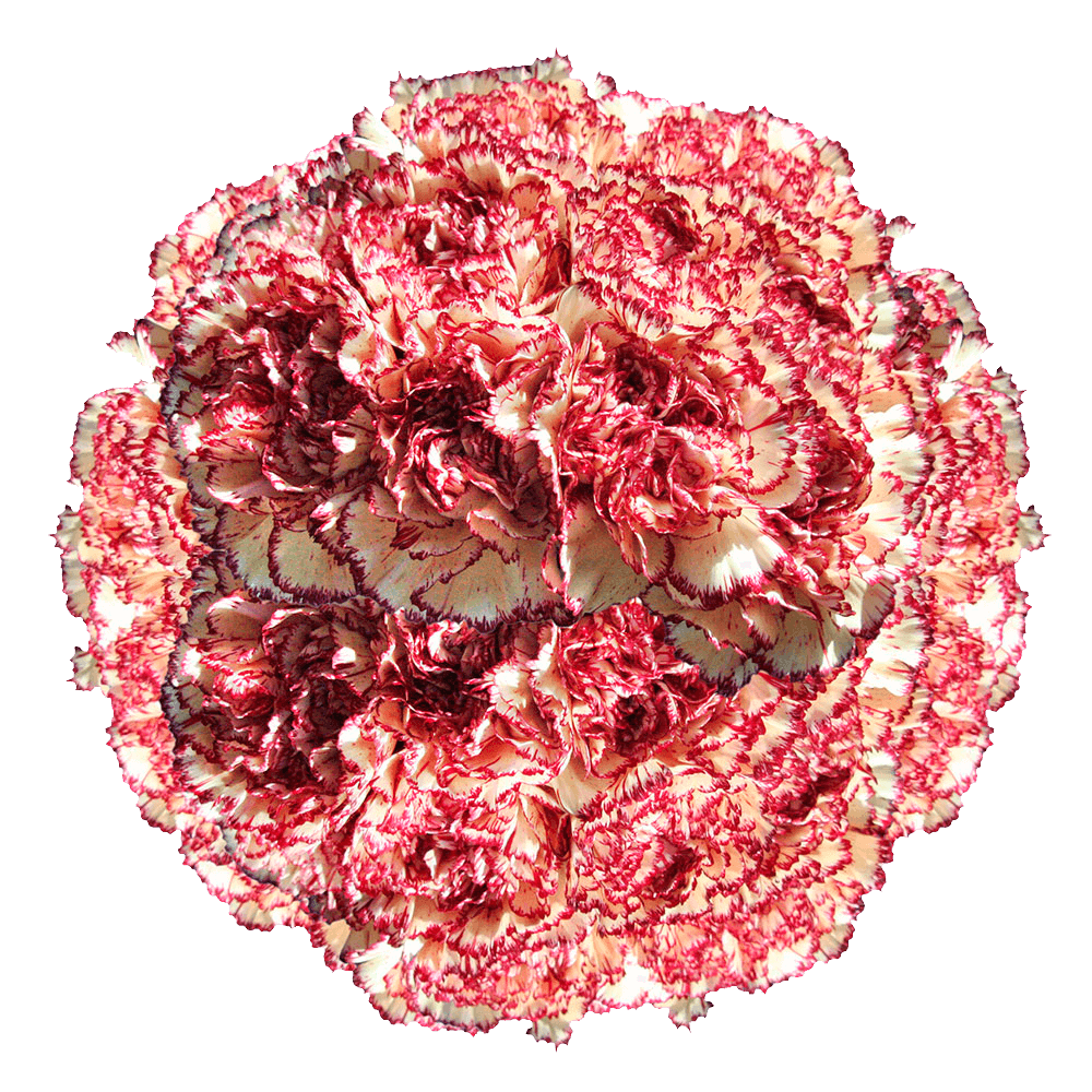 Wedding Bouquet Carnations Cream Flowers Red Edges