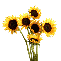 (QB) Sunflowers Brown Center Petite 8 Bunches For Delivery to Danville, California
