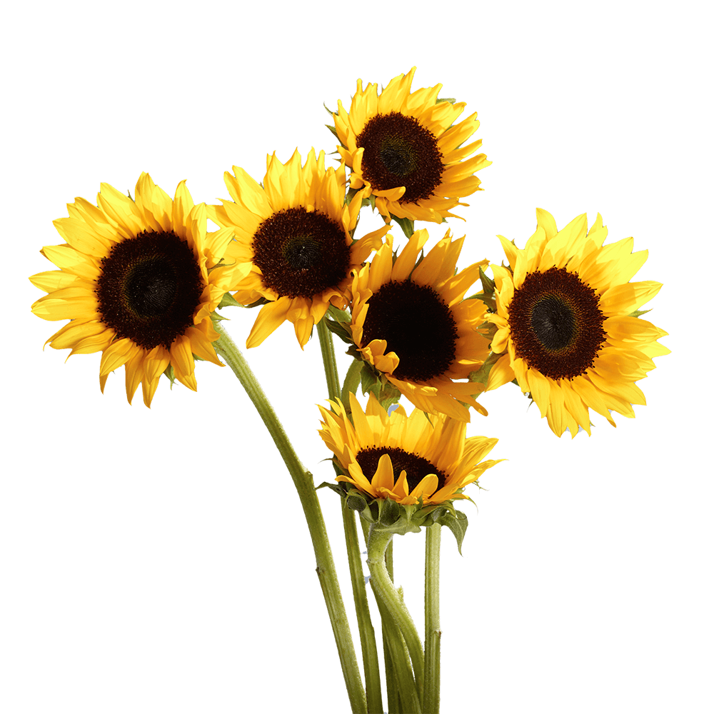 Where To Buy Brown Center Sunflowers