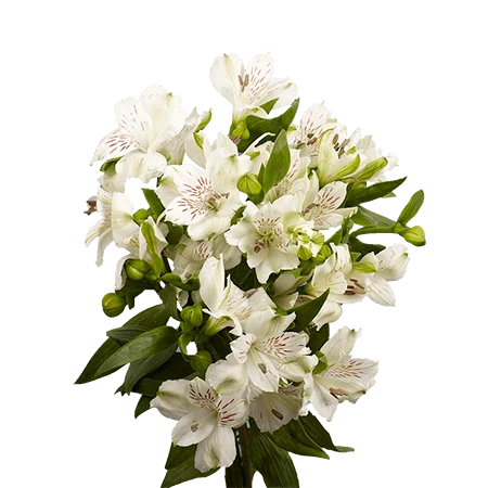 ALSTROEMERIA