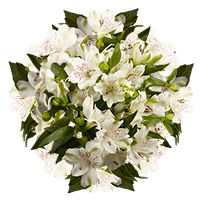 Qty of White Alstroemeria Flowers For Delivery to Elgin, Illinois