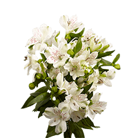 (OC) Alstroemeria Fcy White 6 Bunches For Delivery to Skokie, Illinois