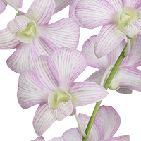(HB) Orchids Lai Sirin 80 For Delivery to Pontiac, Michigan