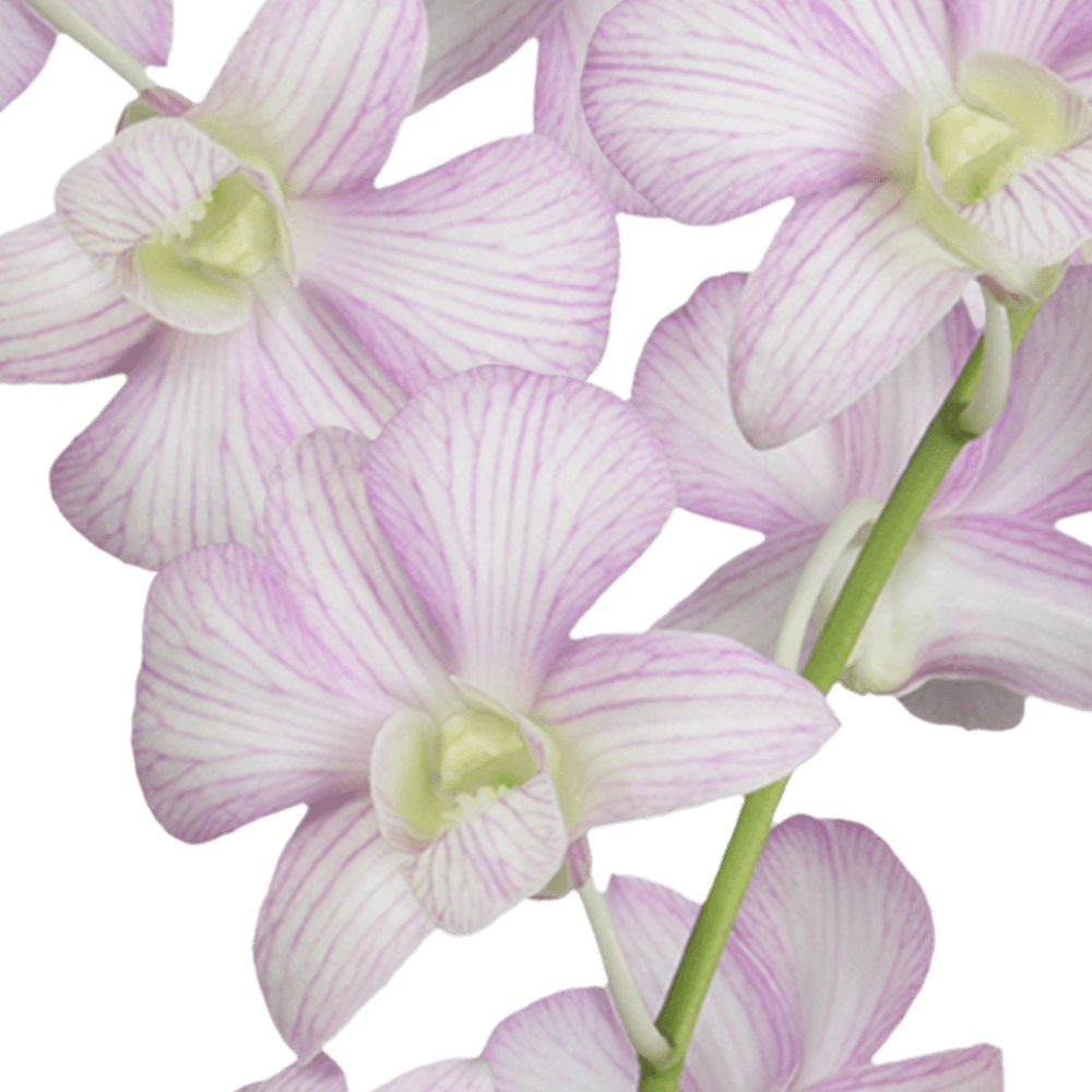 White & Purple Lai Sirin Orchids Wholesale Flower Delivery