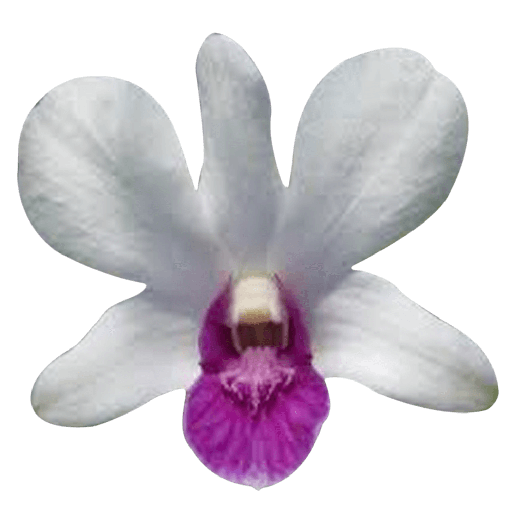 White & Purple Red Lip Orchids Discount Prices Online
