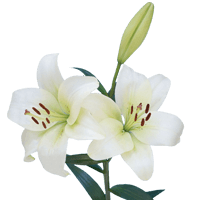 Qty of White Asiatic Lilies For Delivery to Hattiesburg, Mississippi