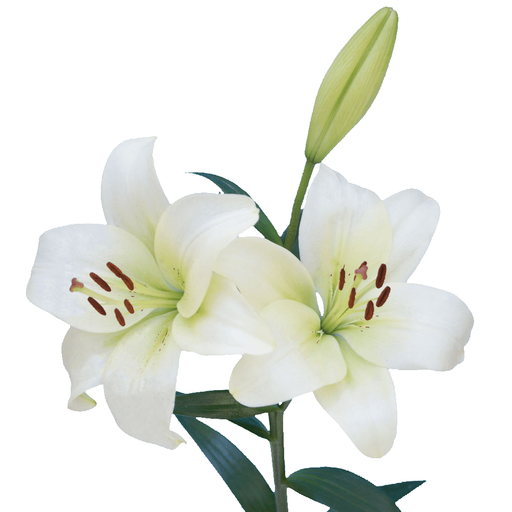 Qty of White Asiatic Lilies For Delivery to Weslaco, Texas