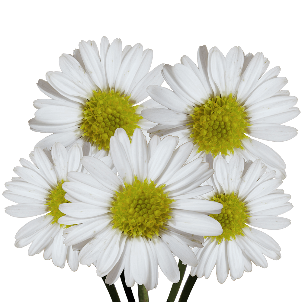 Qty of White Aster Flowers For Delivery to Pembroke_Pines, Florida