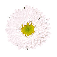 Qty of White Aster Matsumoto For Delivery to Oklahoma