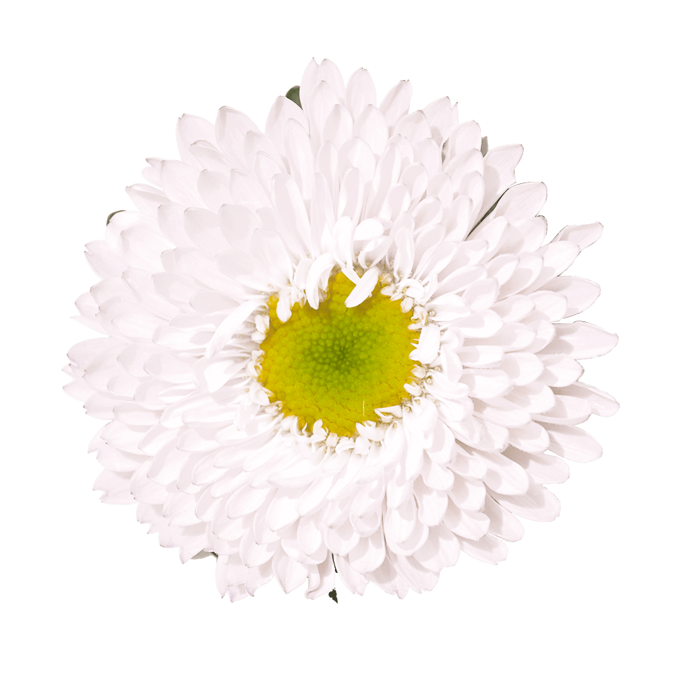 Qty of White Aster Matsumoto For Delivery to Willimantic, Connecticut