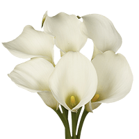 Calla White 1 (OC) [Include Flower Food] (OM) For Delivery to North_Dakota