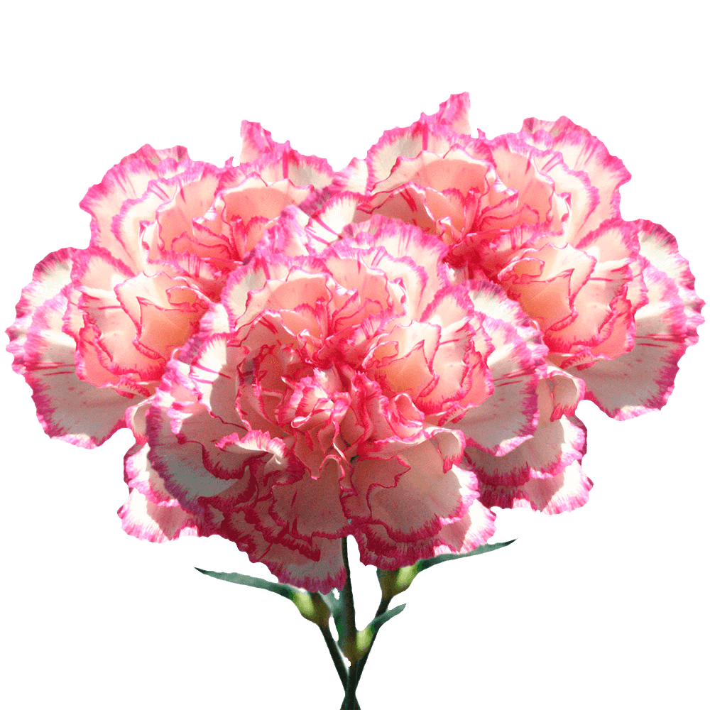White Carnations with Pink Edges Free 24 Hours Flower Delivery