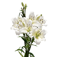 Asiatic Lilies White 1 (OC) [Include Flower Food] (OM) For Delivery to Nacogdoches, Texas