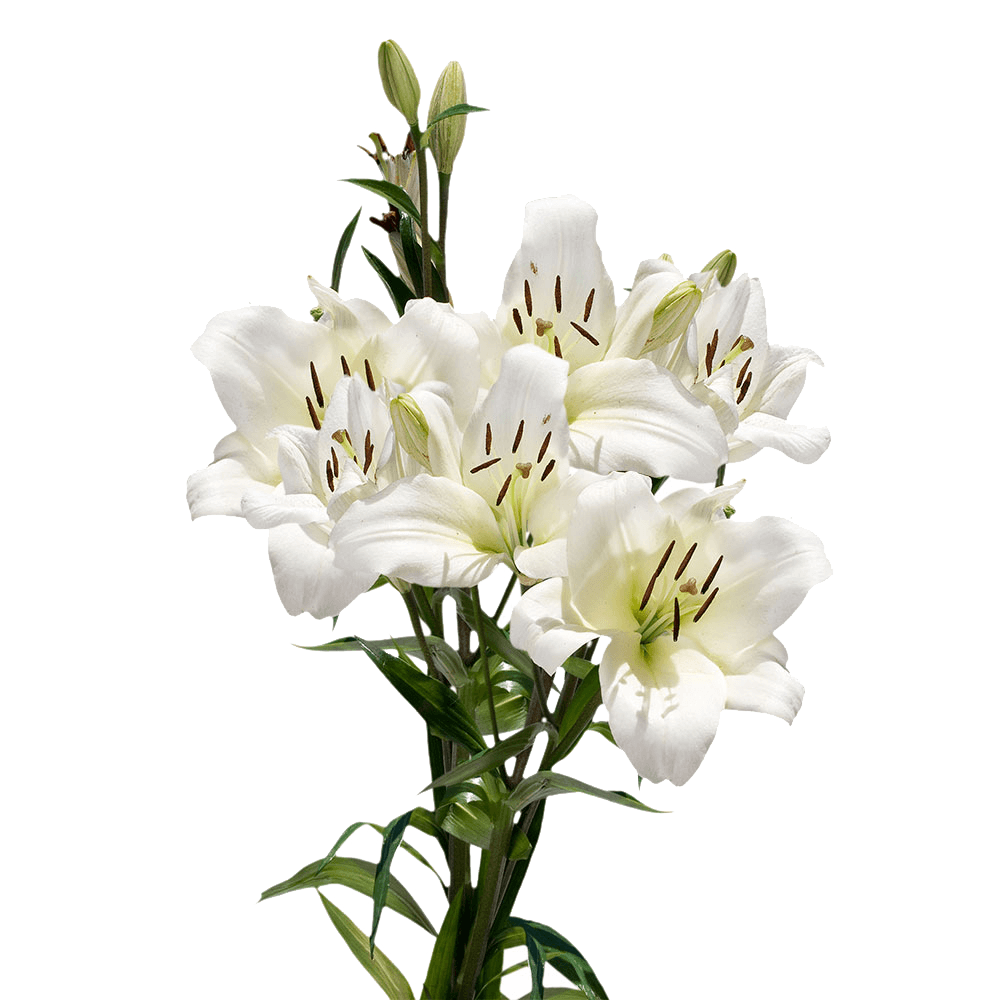 White Color Asiatic Lilies One Day Shipping