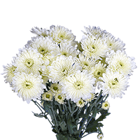 (OC) Poms Cushion White 2 Bunches For Delivery to Chapel_Hill, North_Carolina