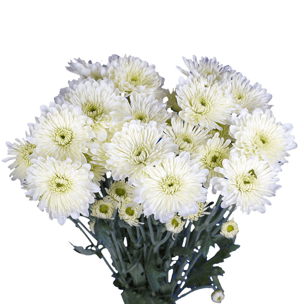 White Cushion Pom Poms Flowers Delivery