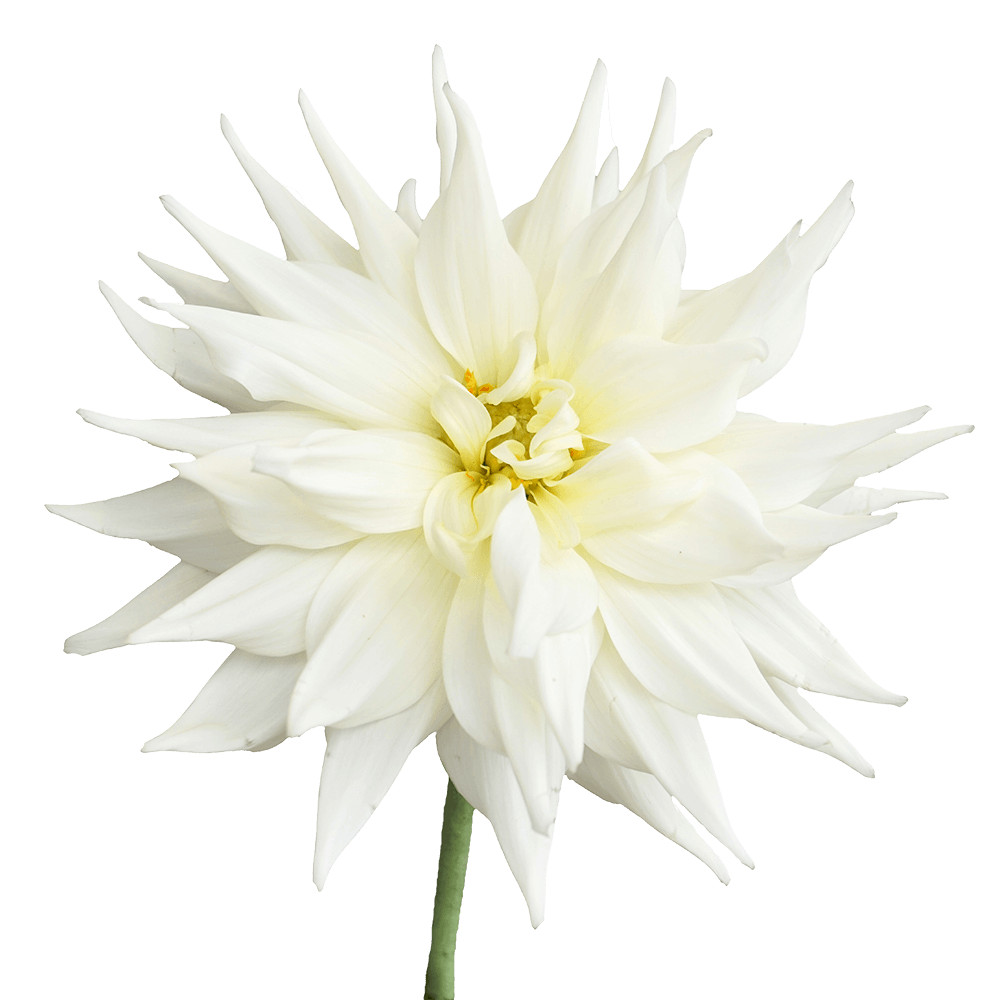 Qty Dahlias White Quartz For Delivery to Clearwater, Florida
