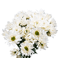 (OC) Poms Daisy White 2 Bunches For Delivery to Sanford, North_Carolina