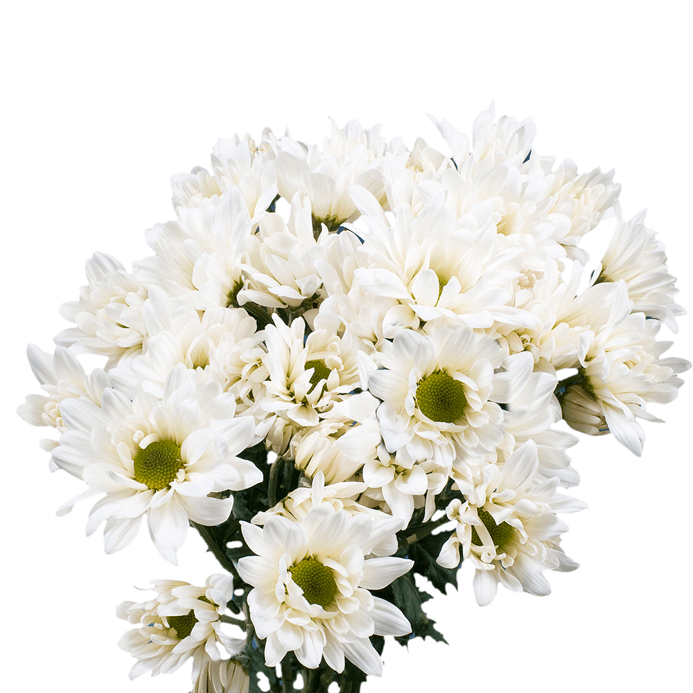 White Daisy Pom Poms Flowers Online Cheap