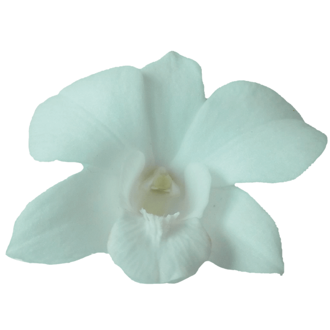 White Dendrobium Orchids Fresh Orchid Flowers Delivery